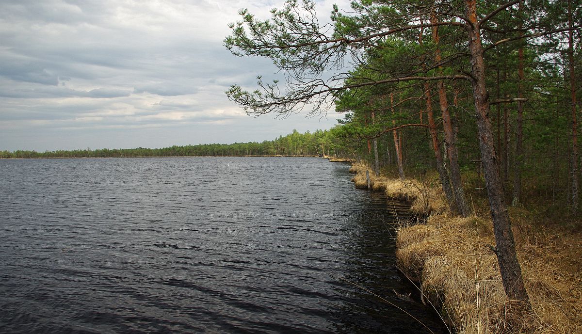 фото "Лесное озеро" метки: пейзаж, природа, весна, вода, лес