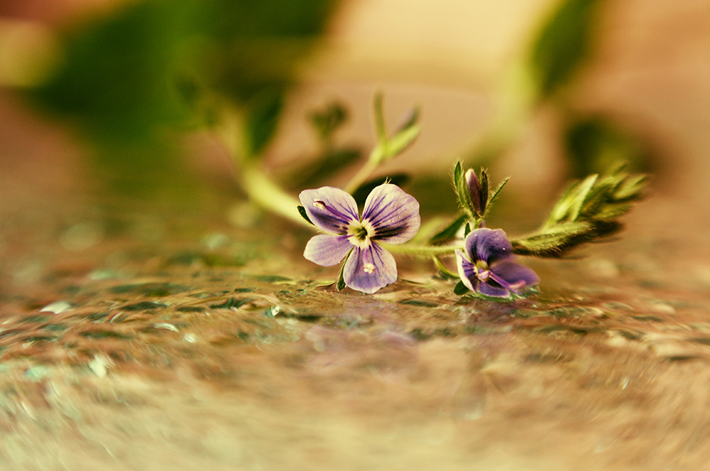 photo "***" tags: macro and close-up, still life, nature, 