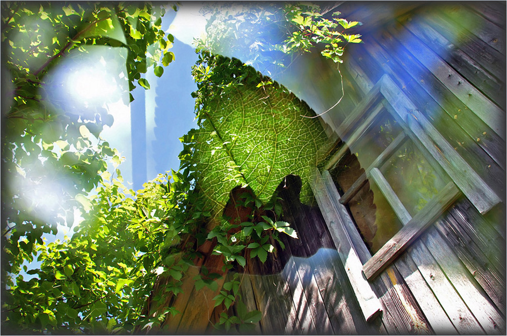 фото "Увидеть Лето сквозь ресницы..." метки: фотомонтаж, природа, зеленые листья, лето, окно, солнечные блики