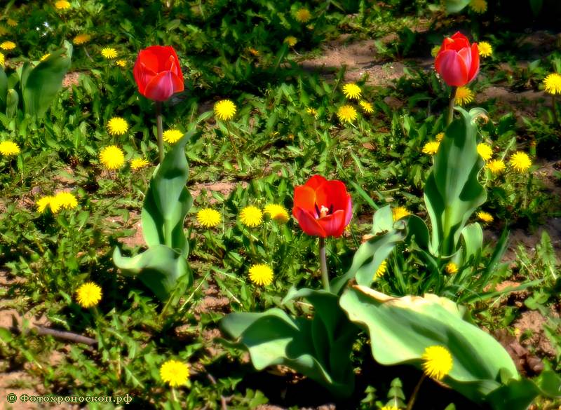 фото "Тюльпаны" метки: природа, весна, тюльпаны, цветы