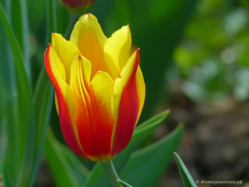 фото "Тюльпан" метки: природа, весна, тюльпан, цветок