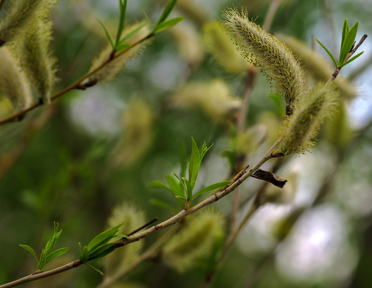 photo "***" tags: nature, flowers