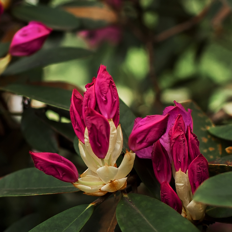 photo "***" tags: still life, flowers