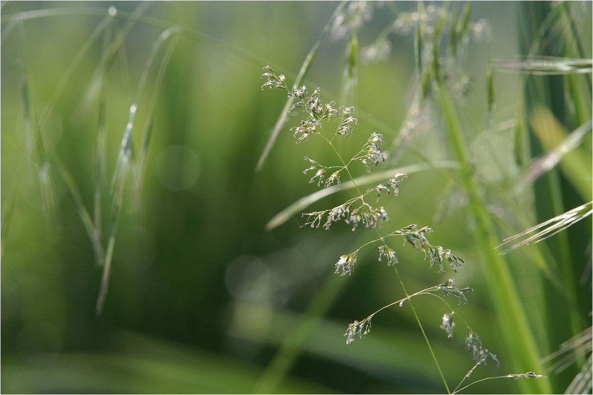 photo "***" tags: macro and close-up, nature, fragment, 