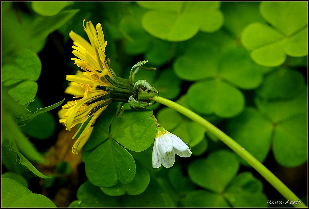 photo "***" tags: nature, macro and close-up, 