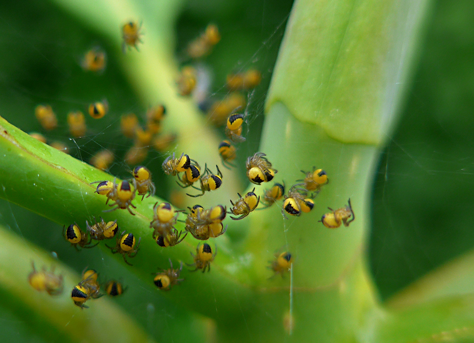 фото "Disintegration" метки: макро и крупный план, природа, репортаж, насекомое
