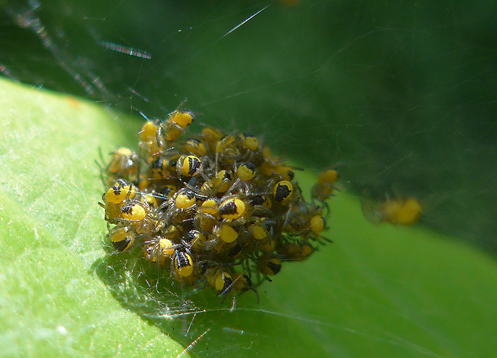 photo "Integration" tags: macro and close-up, nature, reporting, insect