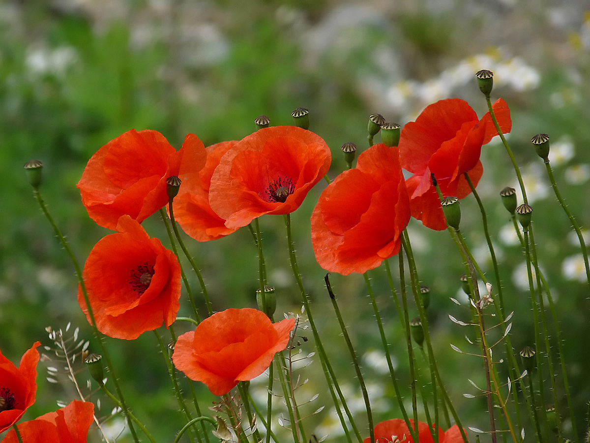 photo "***" tags: nature, flowers