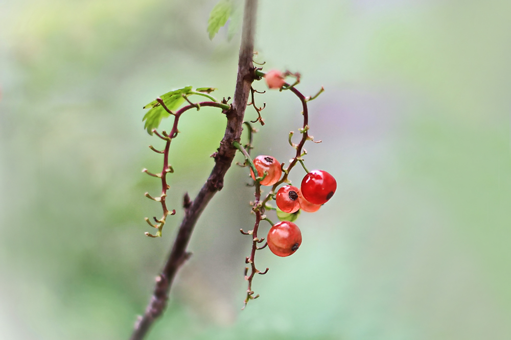 фото "В косичку ягоды вплелись..." метки: природа, смородина