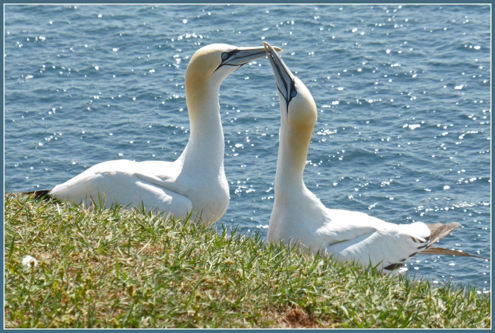 photo "Greeting" tags: nature, reporting, Basstzoelpel, Helgoland, Morus bassanus