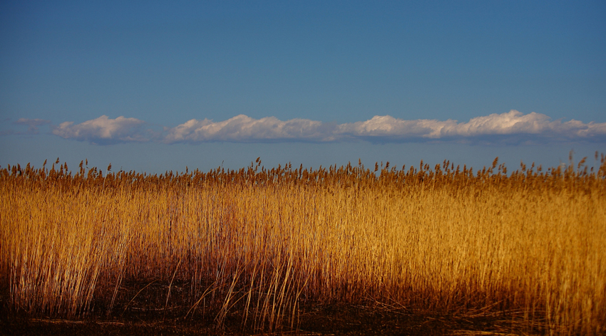 photo "***" tags: nature, 