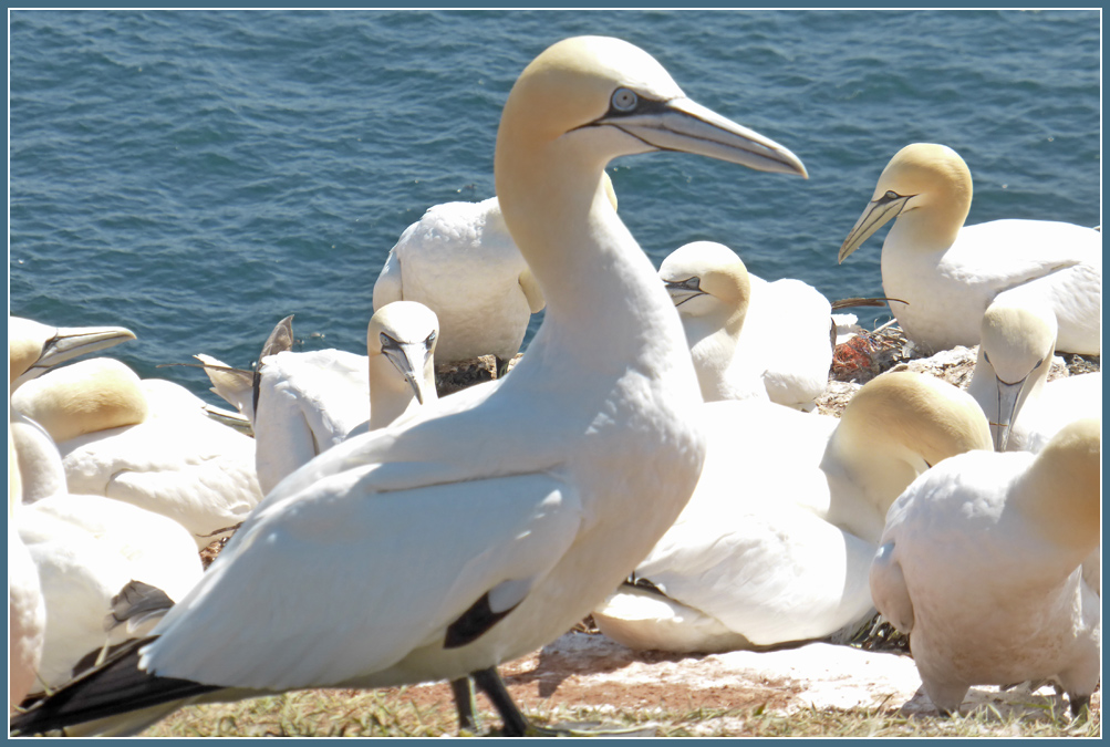 photo "Morus bassanua" tags: nature, reporting, Basstoelpel, Helgoland, Morus bassanus