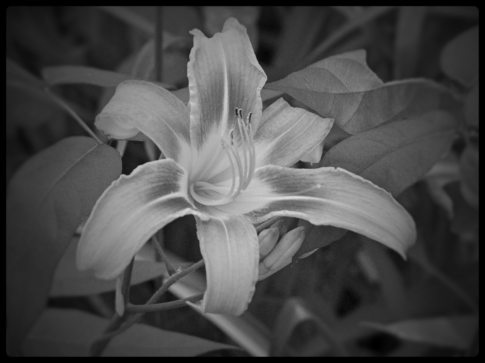 photo "***" tags: black&white, nature, 