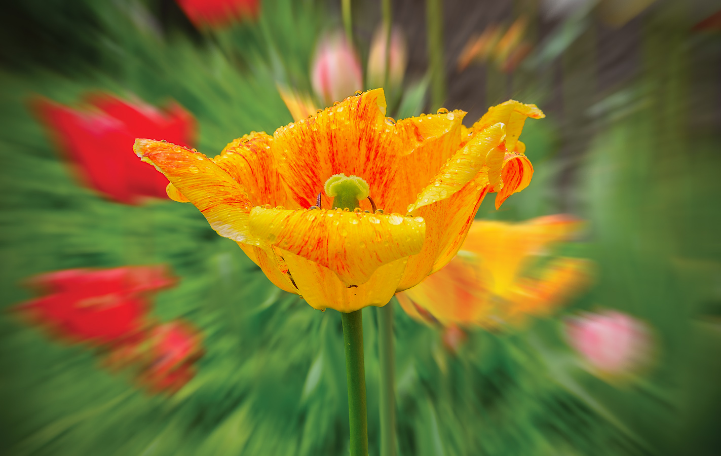 photo "***" tags: macro and close-up, nature, 