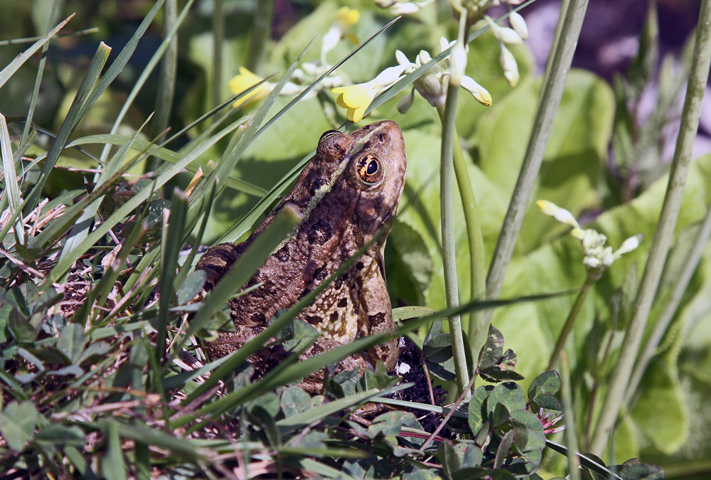 photo "Enjoying the aroma" tags: nature, humor, 