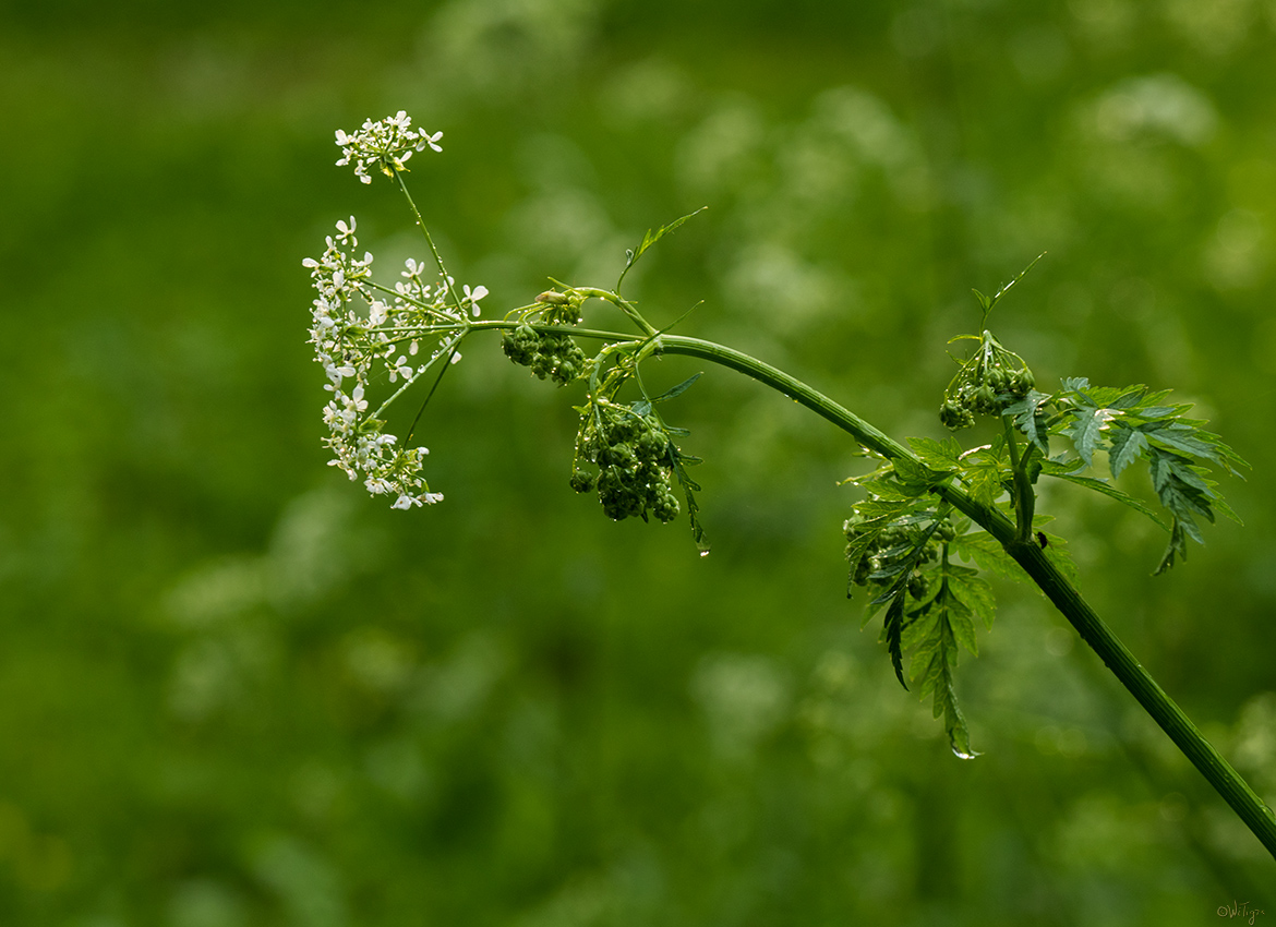 photo "***" tags: macro and close-up, 