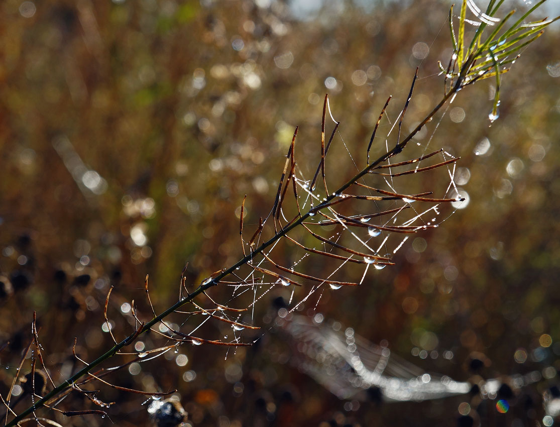 photo "Autumn diagonal" tags: nature, autumn, роса