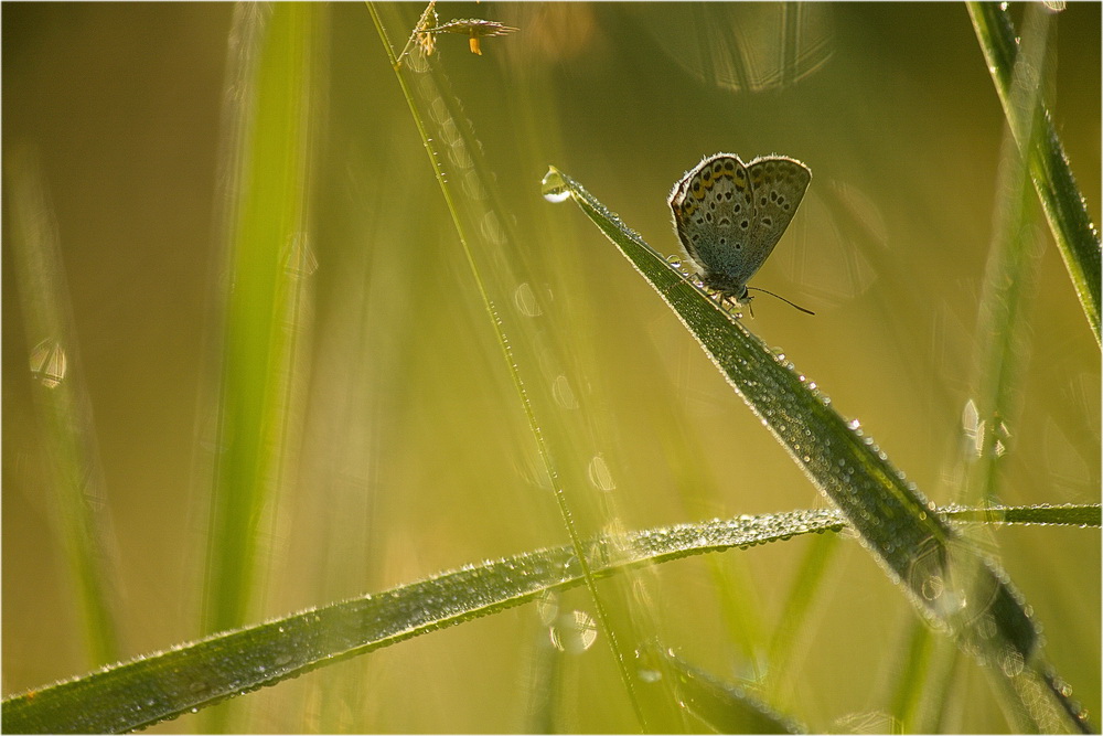 photo "***" tags: nature, macro and close-up, 