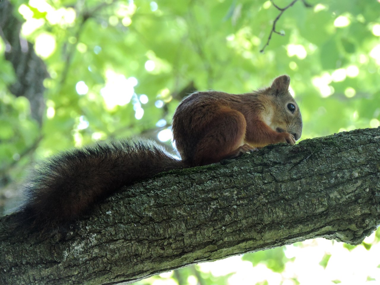 photo "***" tags: nature, 