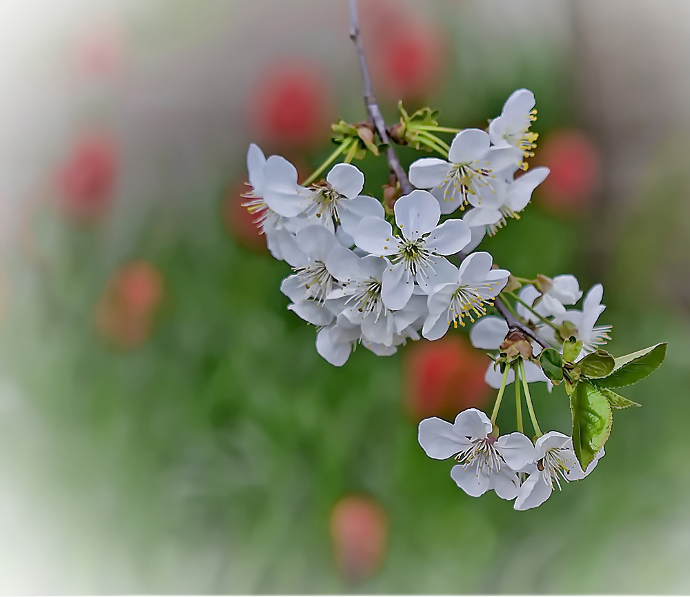 фото "Весенний хоровод" метки: макро и крупный план, весна, вишня, цветенье