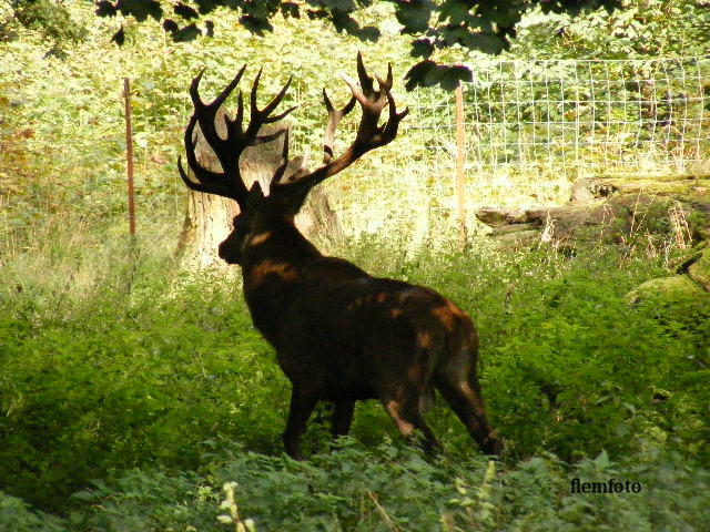 фото "Wildlife" метки: , 