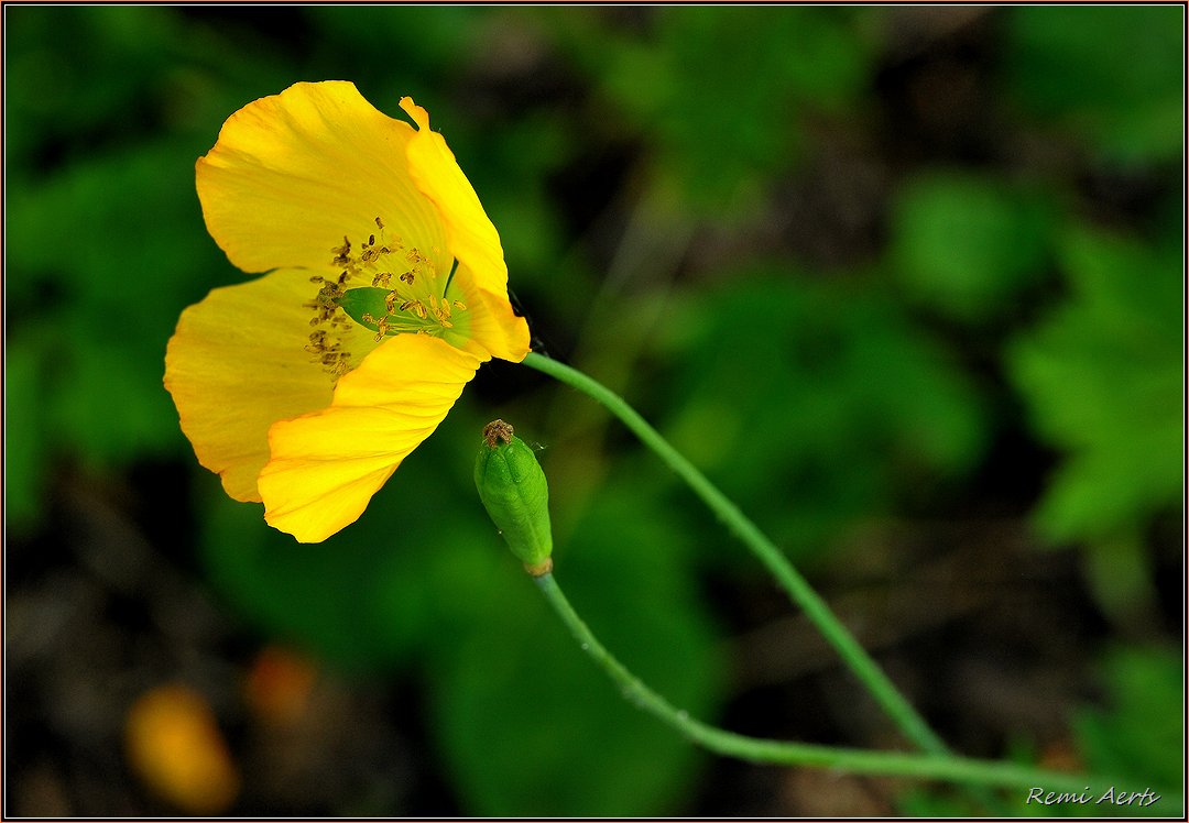 photo "***" tags: nature, macro and close-up, 