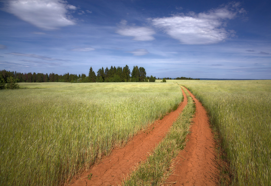 photo "***" tags: landscape, clouds, field, forest, road, summer, деревья, колея, колосья