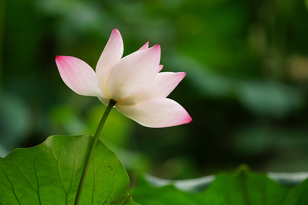 фото "lotus in Guangxi University" метки: природа, пейзаж, натюрморт, summer, Азия, озеро, цветы