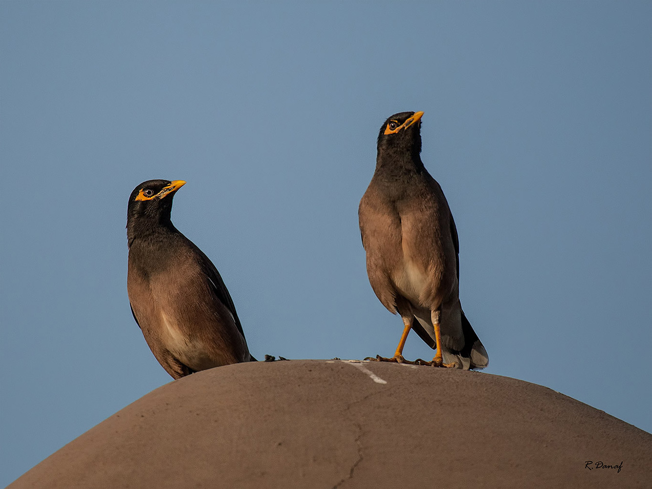 photo "Are we being photographed" tags: nature, 