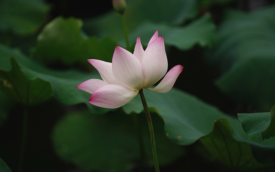 photo "lotus in Guangxi University" tags: nature, landscape, travel, Asia, clouds, flowers, forest, lake, summer, sun
