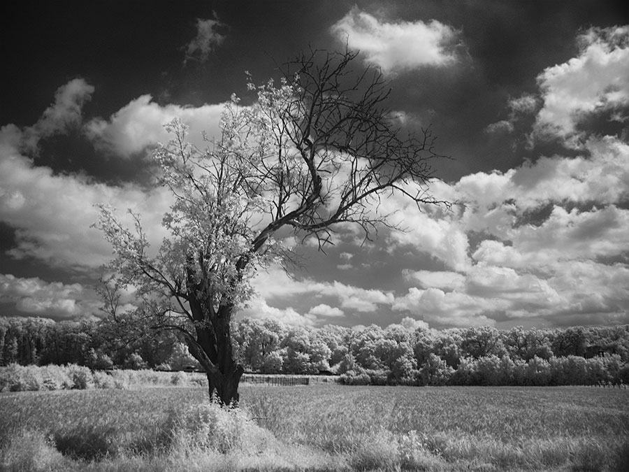 photo "Landscape Infrared" tags: landscape, black&white, 
