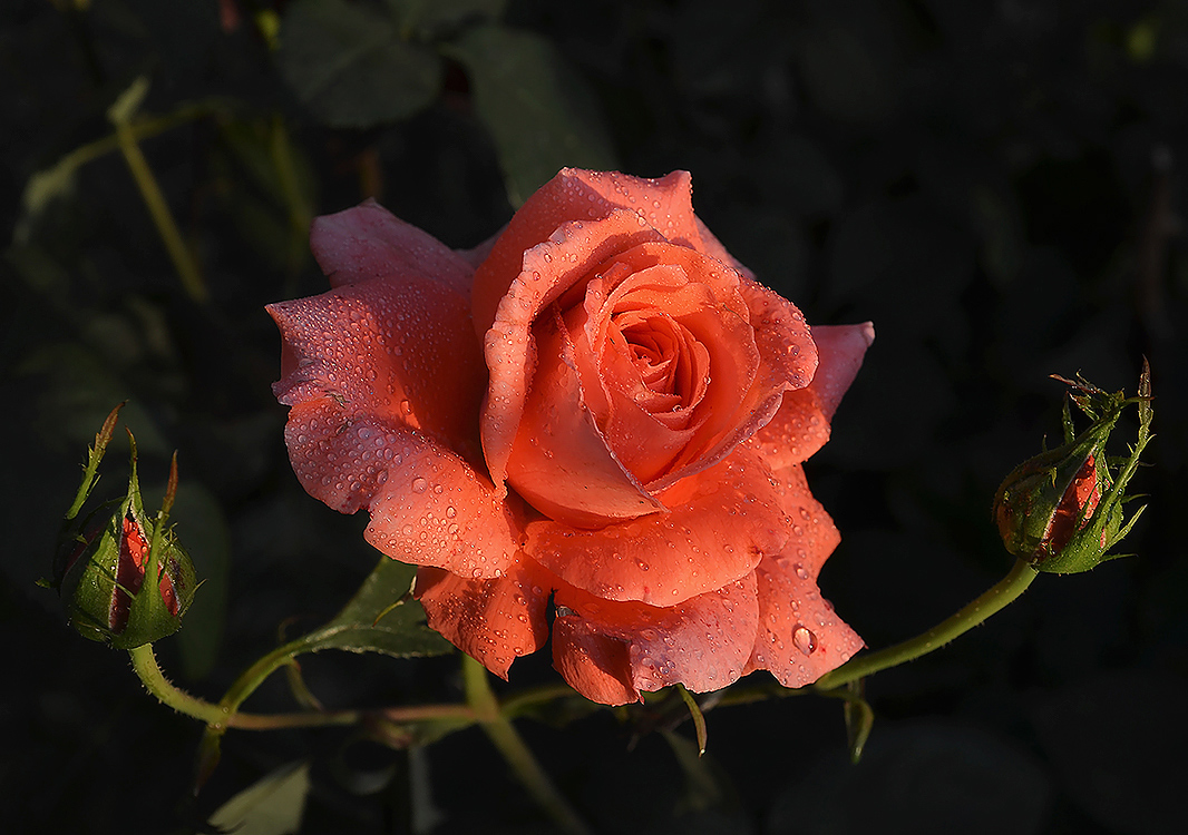 photo "***" tags: nature, flowers, rose, summer