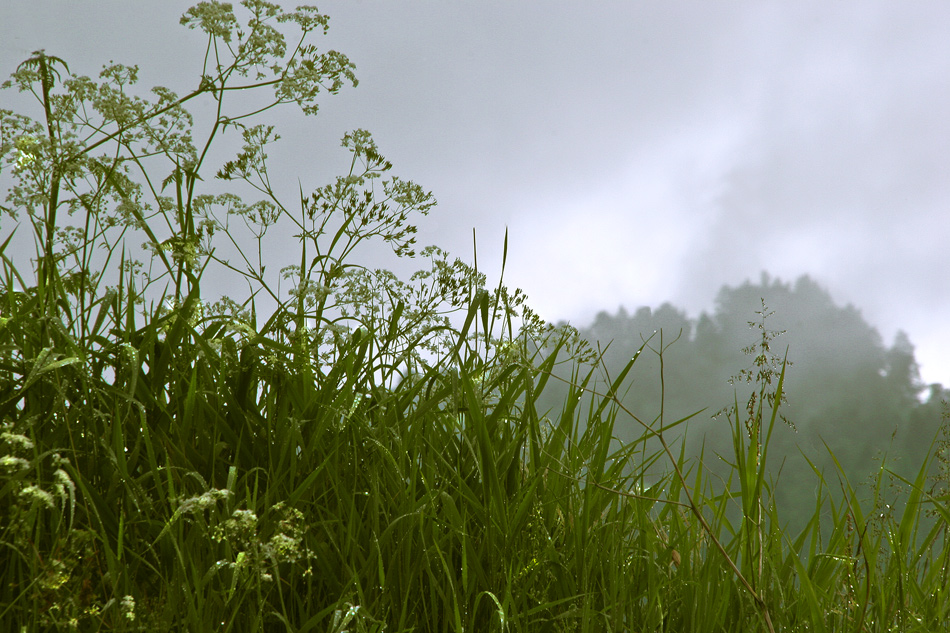 фото "Rainy morning" метки: природа, 