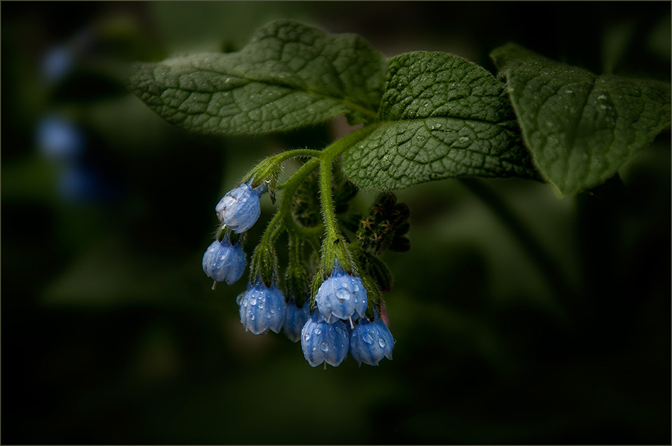 фото "после дождя" метки: природа, 