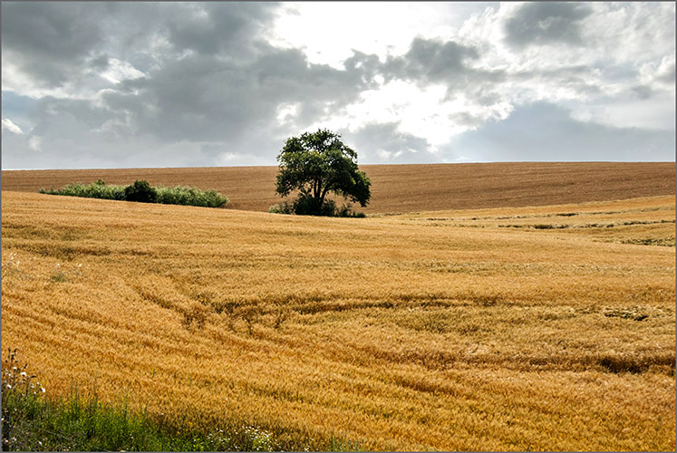 photo "Harvest ...." tags: landscape, genre, misc., 
