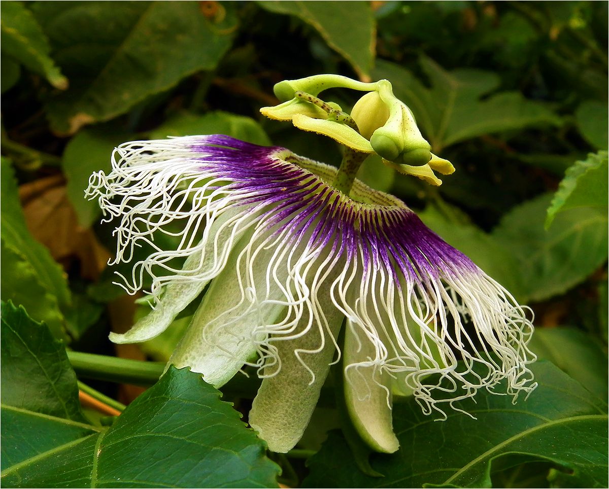 photo "I dreamed of alien spaceship" tags: nature, macro and close-up, passiflora, пассифлора