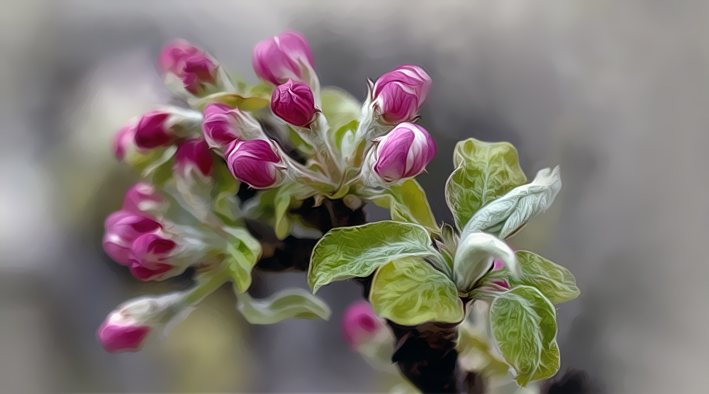 photo "***" tags: nature, spring, цветенье, яблоня