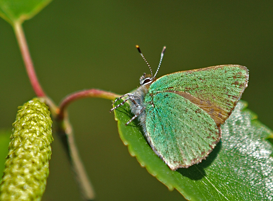 фото "Green Wing" метки: макро и крупный план, природа, репортаж, насекомое