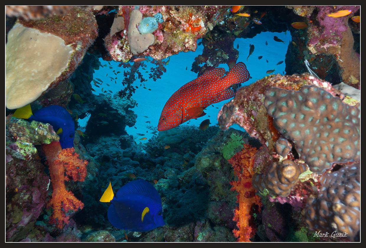 photo "House Reef" tags: underwater, 