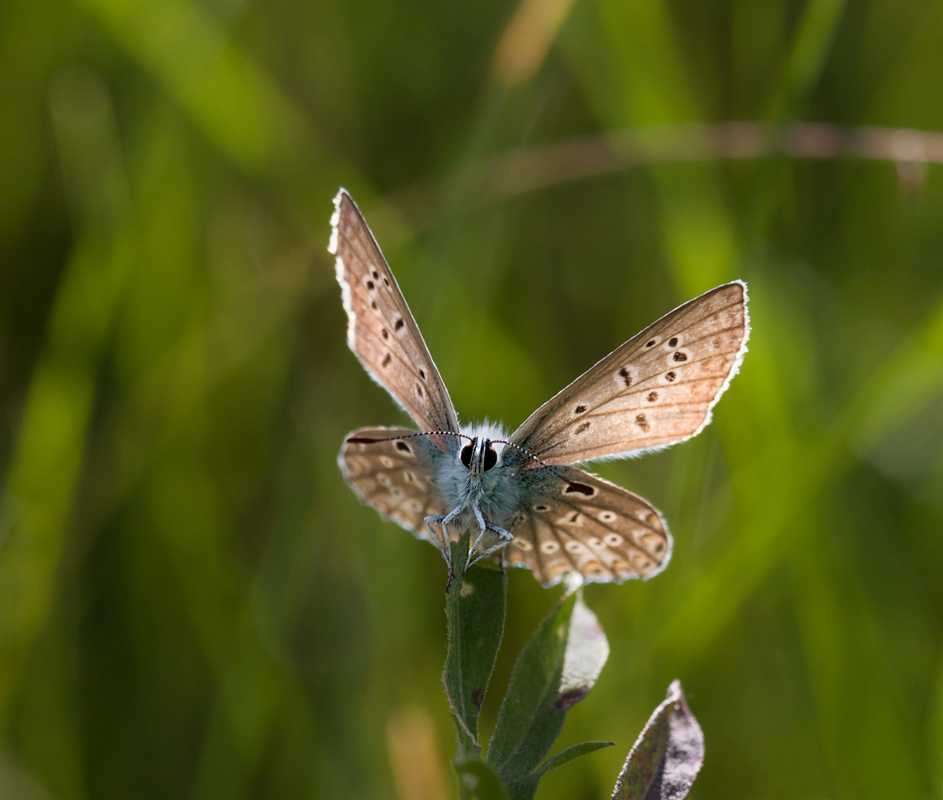 photo "***" tags: nature, macro and close-up, butterfly