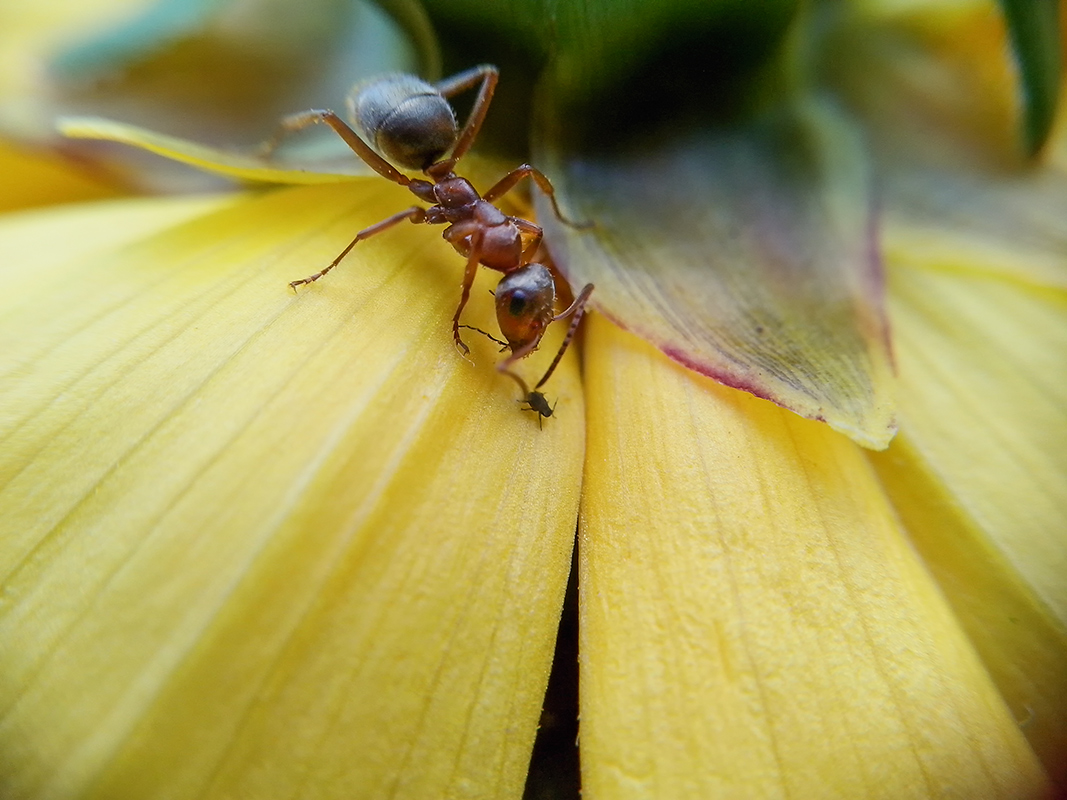 photo "***" tags: macro and close-up, nature, ant, тля