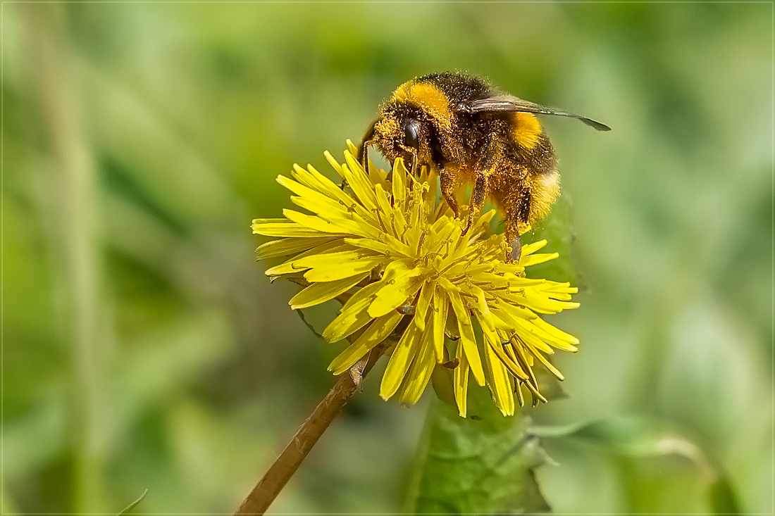 photo "***" tags: macro and close-up, nature, summer