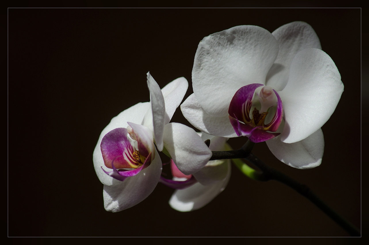 фото "Орхидея Цветок соблазна" метки: природа, 