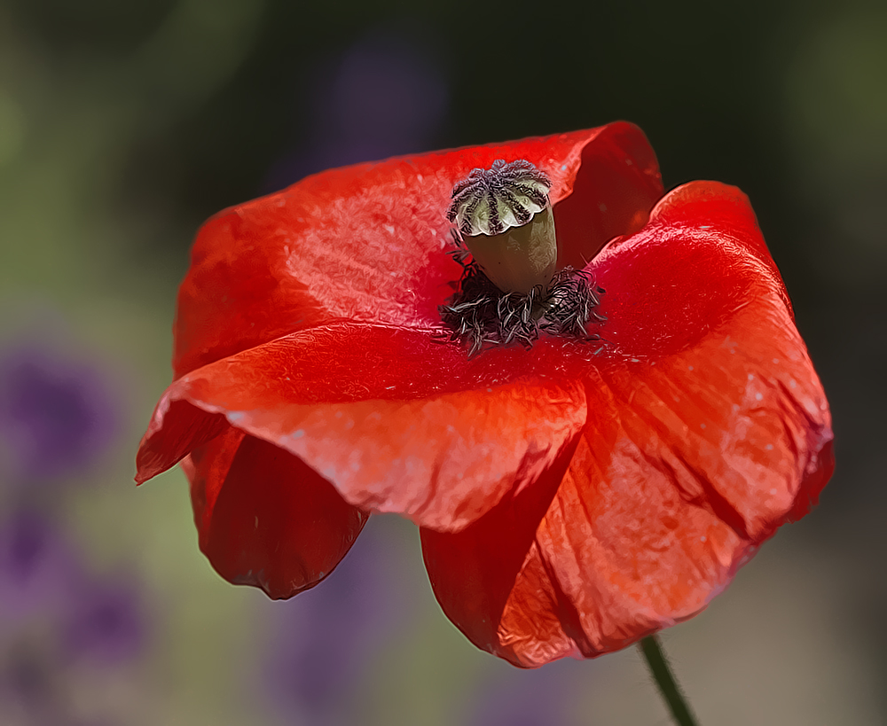 photo "***" tags: macro and close-up, summer, Мак, июнь