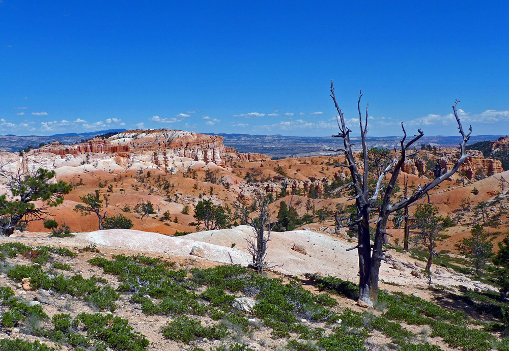 photo "Landscape with a dead tree" tags: landscape, 