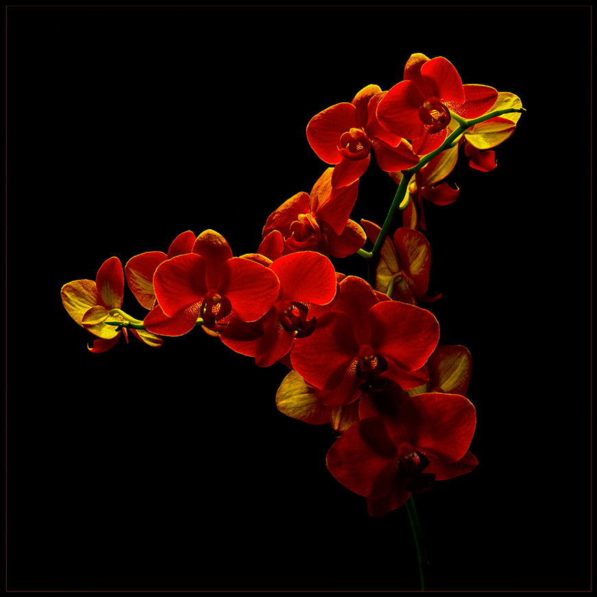 фото "Orchidaceae" метки: макро и крупный план, природа, фрагмент, цветы