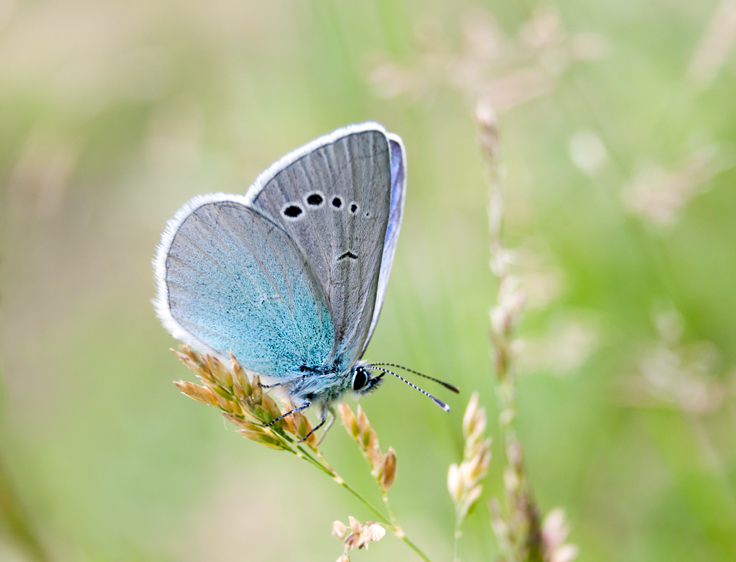 photo "***" tags: nature, macro and close-up, butterfly