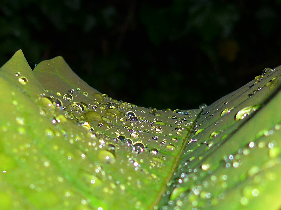 photo "The Green Road" tags: macro and close-up, nature, reporting, Macro Nature