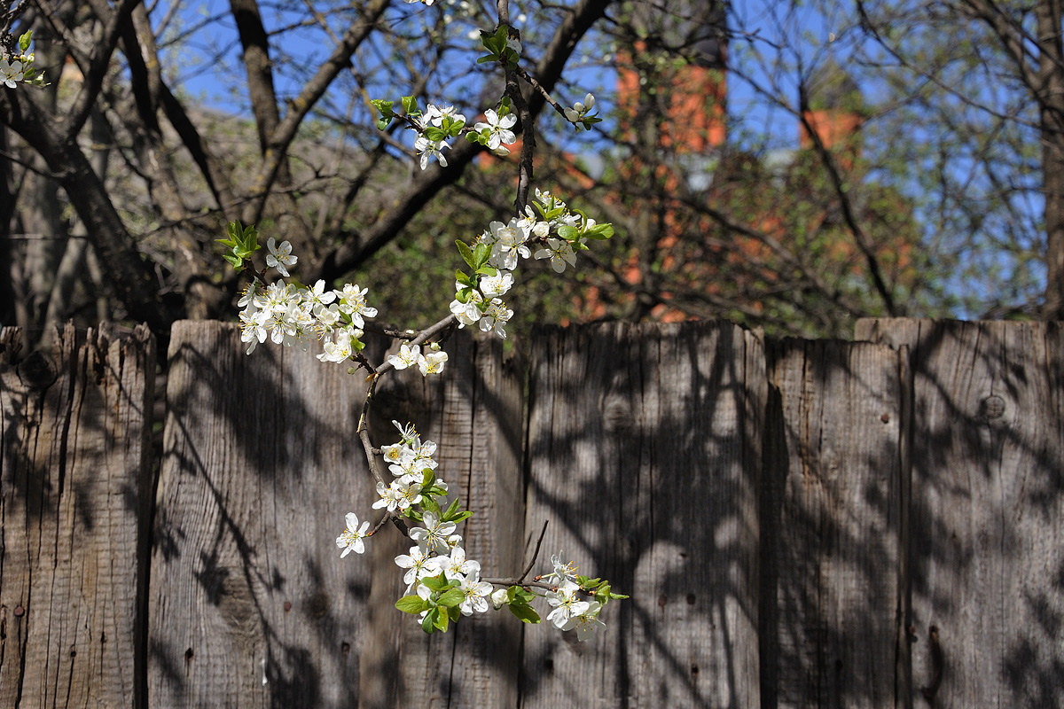 photo "***" tags: misc., 