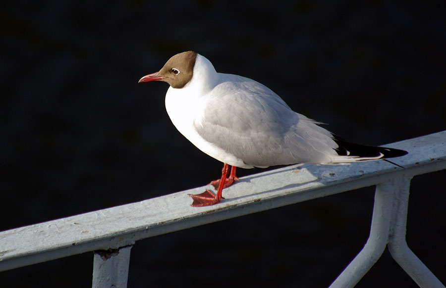 photo "***" tags: nature, 